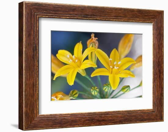 Desert hyacinth flower, Mexico-Claudio Contreras-Framed Photographic Print