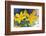 Desert hyacinth flower, Mexico-Claudio Contreras-Framed Photographic Print