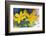 Desert hyacinth flower, Mexico-Claudio Contreras-Framed Photographic Print