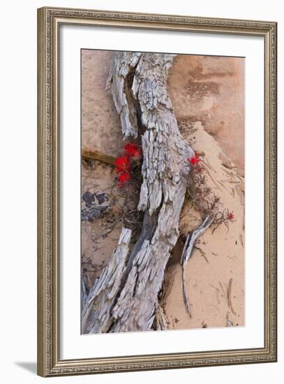 Desert Indian Paintbrush Flowers, Weathered Log in Zion National Park, Utah, USA-Chuck Haney-Framed Photographic Print