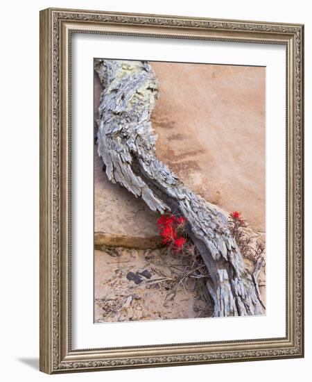 Desert Indian Paintbrush Flowers, Weathered Log in Zion National Park, Utah, USA-Chuck Haney-Framed Photographic Print