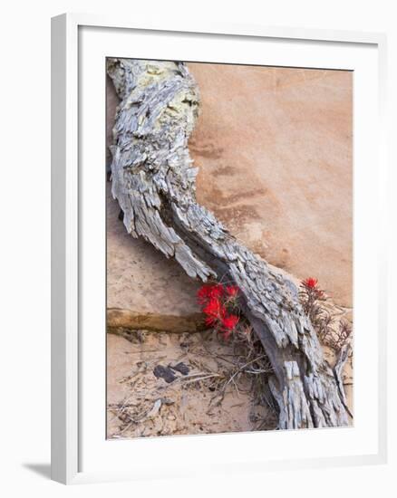 Desert Indian Paintbrush Flowers, Weathered Log in Zion National Park, Utah, USA-Chuck Haney-Framed Photographic Print