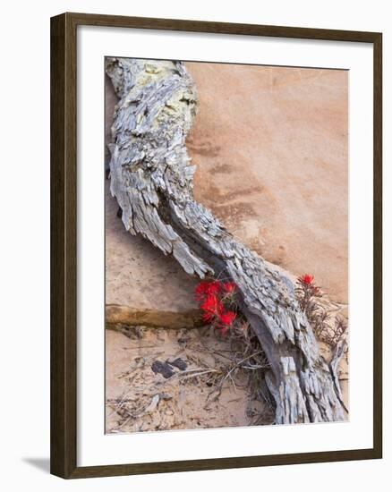 Desert Indian Paintbrush Flowers, Weathered Log in Zion National Park, Utah, USA-Chuck Haney-Framed Photographic Print