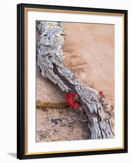 Desert Indian Paintbrush Flowers, Weathered Log in Zion National Park, Utah, USA-Chuck Haney-Framed Photographic Print