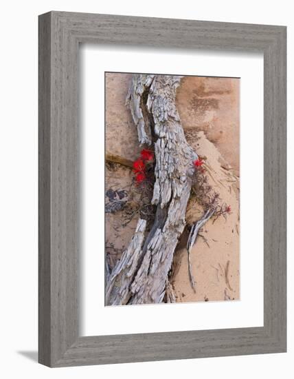 Desert Indian Paintbrush Flowers, Weathered Log in Zion National Park, Utah, USA-Chuck Haney-Framed Photographic Print