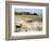 Desert Landscape and Fauna, Drawing-null-Framed Giclee Print