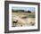 Desert Landscape and Fauna, Drawing-null-Framed Giclee Print