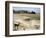 Desert Landscape and Fauna, Drawing-null-Framed Giclee Print