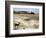 Desert Landscape and Fauna, Drawing-null-Framed Giclee Print