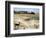 Desert Landscape and Fauna, Drawing-null-Framed Giclee Print