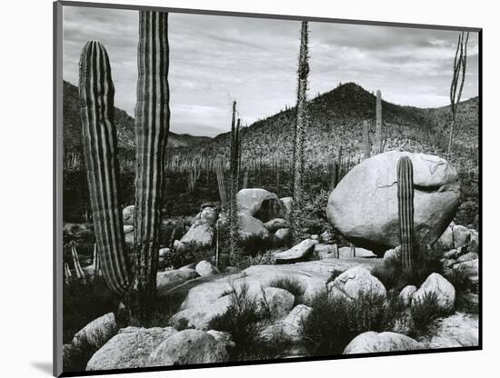 Desert Landscape, Mexico, 1967-Brett Weston-Mounted Photographic Print