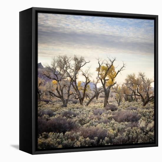 Desert Landscape With Cottonwood Trees And Sagebrush-Ron Koeberer-Framed Stretched Canvas