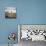 Desert Landscape With Cottonwood Trees And Sagebrush-Ron Koeberer-Photographic Print displayed on a wall