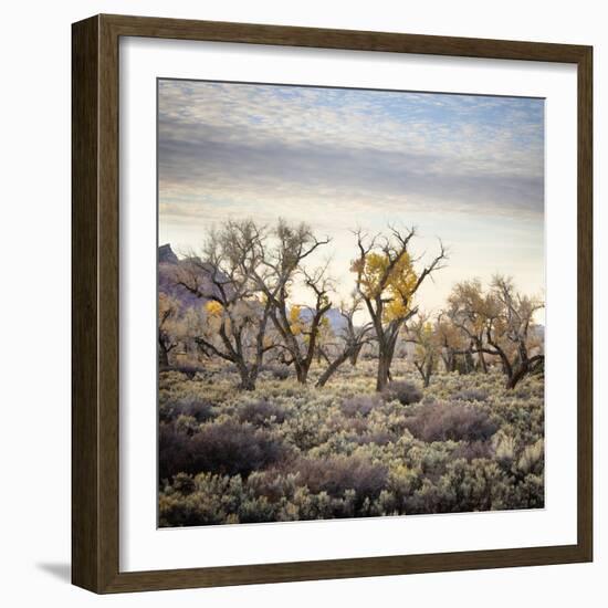 Desert Landscape With Cottonwood Trees And Sagebrush-Ron Koeberer-Framed Photographic Print