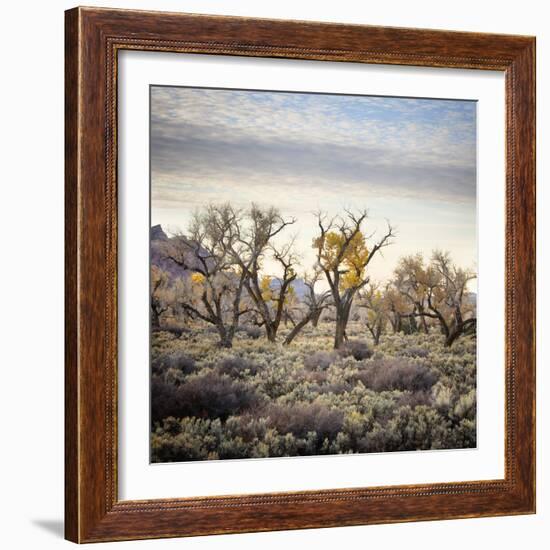 Desert Landscape With Cottonwood Trees And Sagebrush-Ron Koeberer-Framed Photographic Print