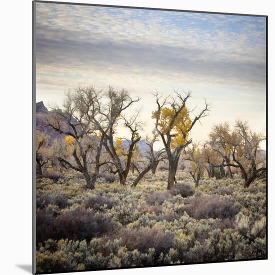 Desert Landscape With Cottonwood Trees And Sagebrush-Ron Koeberer-Mounted Photographic Print