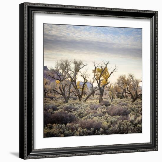 Desert Landscape With Cottonwood Trees And Sagebrush-Ron Koeberer-Framed Photographic Print