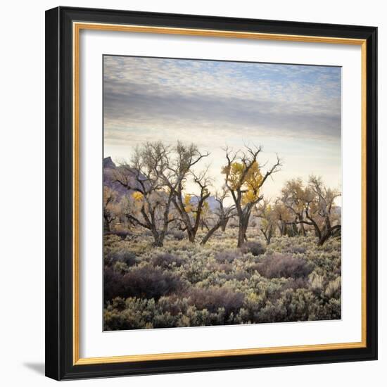 Desert Landscape With Cottonwood Trees And Sagebrush-Ron Koeberer-Framed Photographic Print
