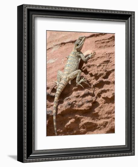 Desert Lizard, Petra, Wadi Musa (Mousa), Jordan, Middle East-Christian Kober-Framed Photographic Print