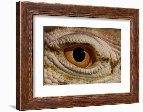 Desert monitor (Varanus griseus griseus) occurs in Sahara Desert. Controlled conditions.-Daniel Heuclin-Framed Photographic Print