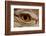 Desert monitor (Varanus griseus griseus) occurs in Sahara Desert. Controlled conditions.-Daniel Heuclin-Framed Photographic Print