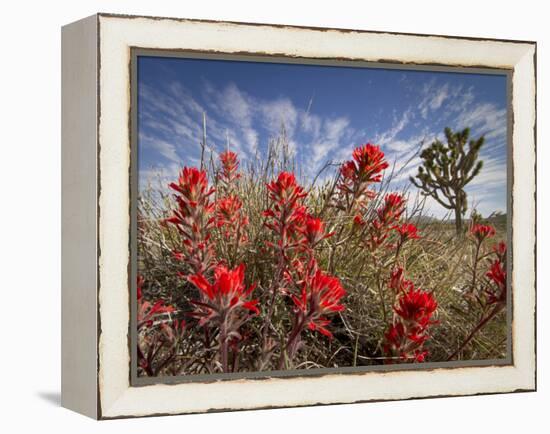 Desert Paintbrush Blooming in Front of Joshua Tree, Mojave National Preserve, California, Usa-Rob Sheppard-Framed Premier Image Canvas