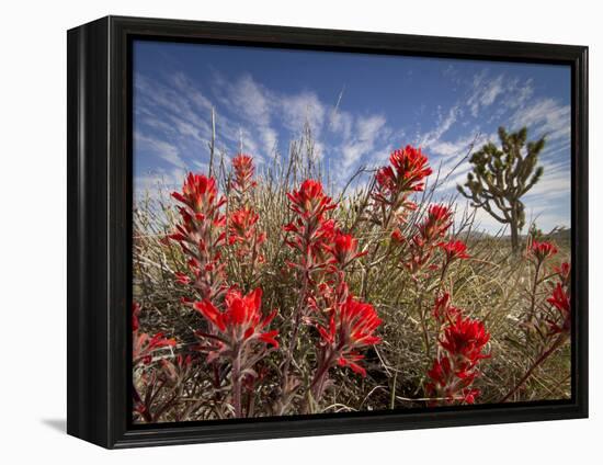 Desert Paintbrush Blooming in Front of Joshua Tree, Mojave National Preserve, California, Usa-Rob Sheppard-Framed Premier Image Canvas