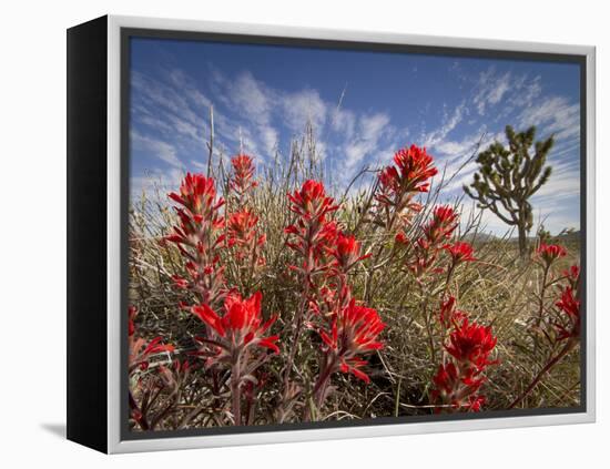 Desert Paintbrush Blooming in Front of Joshua Tree, Mojave National Preserve, California, Usa-Rob Sheppard-Framed Premier Image Canvas