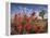 Desert Paintbrush Blooming in Front of Joshua Tree, Mojave National Preserve, California, Usa-Rob Sheppard-Framed Premier Image Canvas