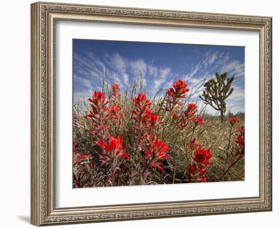 Desert Paintbrush Blooming in Front of Joshua Tree, Mojave National Preserve, California, Usa-Rob Sheppard-Framed Photographic Print