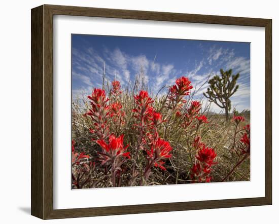 Desert Paintbrush Blooming in Front of Joshua Tree, Mojave National Preserve, California, Usa-Rob Sheppard-Framed Photographic Print