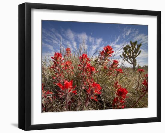 Desert Paintbrush Blooming in Front of Joshua Tree, Mojave National Preserve, California, Usa-Rob Sheppard-Framed Photographic Print