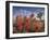 Desert Paintbrush Blooming in Front of Joshua Tree, Mojave National Preserve, California, Usa-Rob Sheppard-Framed Photographic Print