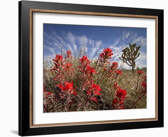 Desert Paintbrush Blooming in Front of Joshua Tree, Mojave National Preserve, California, Usa-Rob Sheppard-Framed Photographic Print