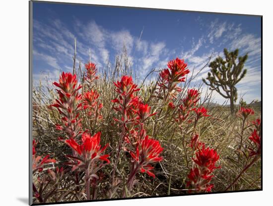 Desert Paintbrush Blooming in Front of Joshua Tree, Mojave National Preserve, California, Usa-Rob Sheppard-Mounted Photographic Print