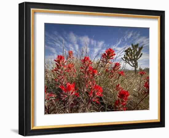 Desert Paintbrush Blooming in Front of Joshua Tree, Mojave National Preserve, California, Usa-Rob Sheppard-Framed Photographic Print