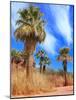 Desert Palm Oasis Phoenix Arizona-Charles Harker-Mounted Photographic Print