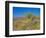 Desert Pincushion and Dandelion, Joshua Tree National Park, California, USA-Rob Tilley-Framed Photographic Print