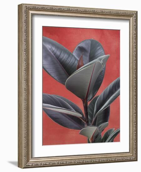 Desert Plant - Suri-Assaf Frank-Framed Giclee Print