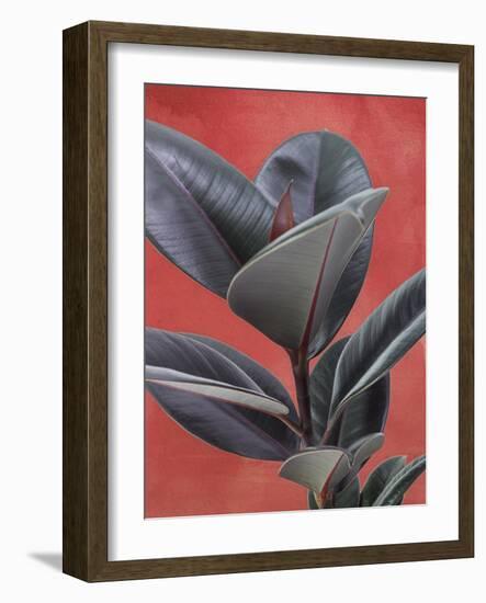 Desert Plant - Suri-Assaf Frank-Framed Giclee Print