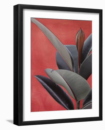 Desert Plant - Zey-Assaf Frank-Framed Giclee Print