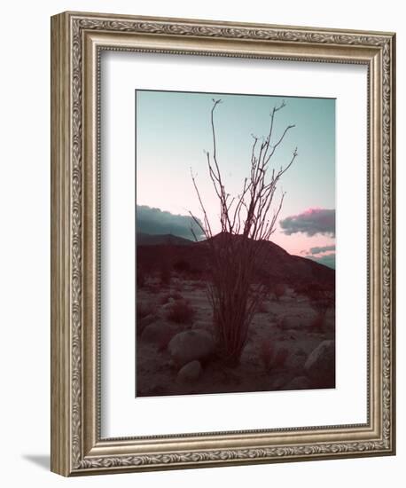 Desert Plants And Sunset-NaxArt-Framed Premium Giclee Print