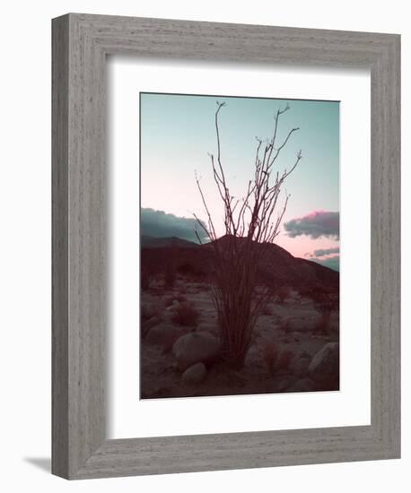 Desert Plants And Sunset-NaxArt-Framed Premium Giclee Print