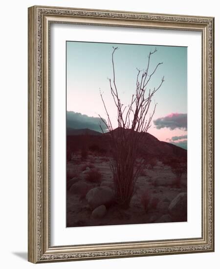 Desert Plants And Sunset-NaxArt-Framed Art Print