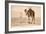 Desert Prayer, Bedouin and Camel-null-Framed Art Print