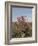 Desert Rose, Kenya, East Africa, Africa-Groenendijk Peter-Framed Photographic Print