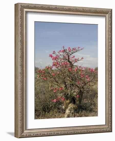 Desert Rose, Kenya, East Africa, Africa-Groenendijk Peter-Framed Photographic Print