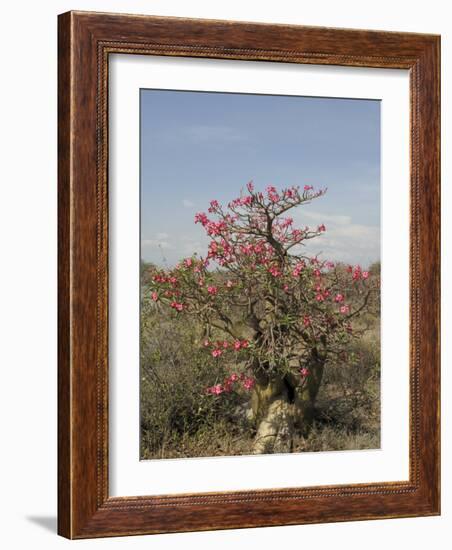 Desert Rose, Kenya, East Africa, Africa-Groenendijk Peter-Framed Photographic Print