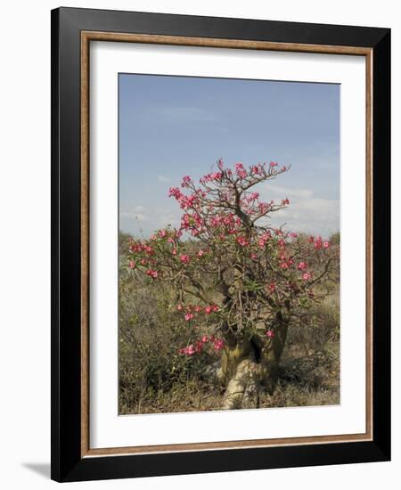 Desert Rose, Kenya, East Africa, Africa-Groenendijk Peter-Framed Photographic Print