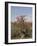 Desert Rose, Kenya, East Africa, Africa-Groenendijk Peter-Framed Photographic Print